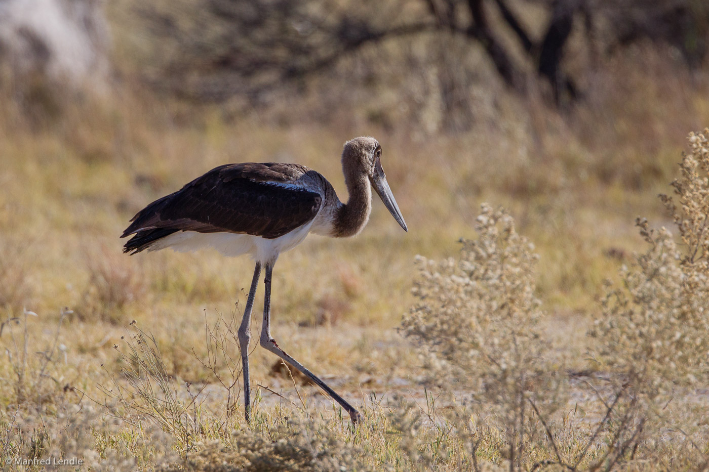 2018_Kalahari_1D-9342.jpg