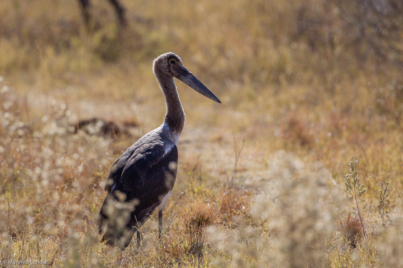 2018_Kalahari_1D-9466.jpg