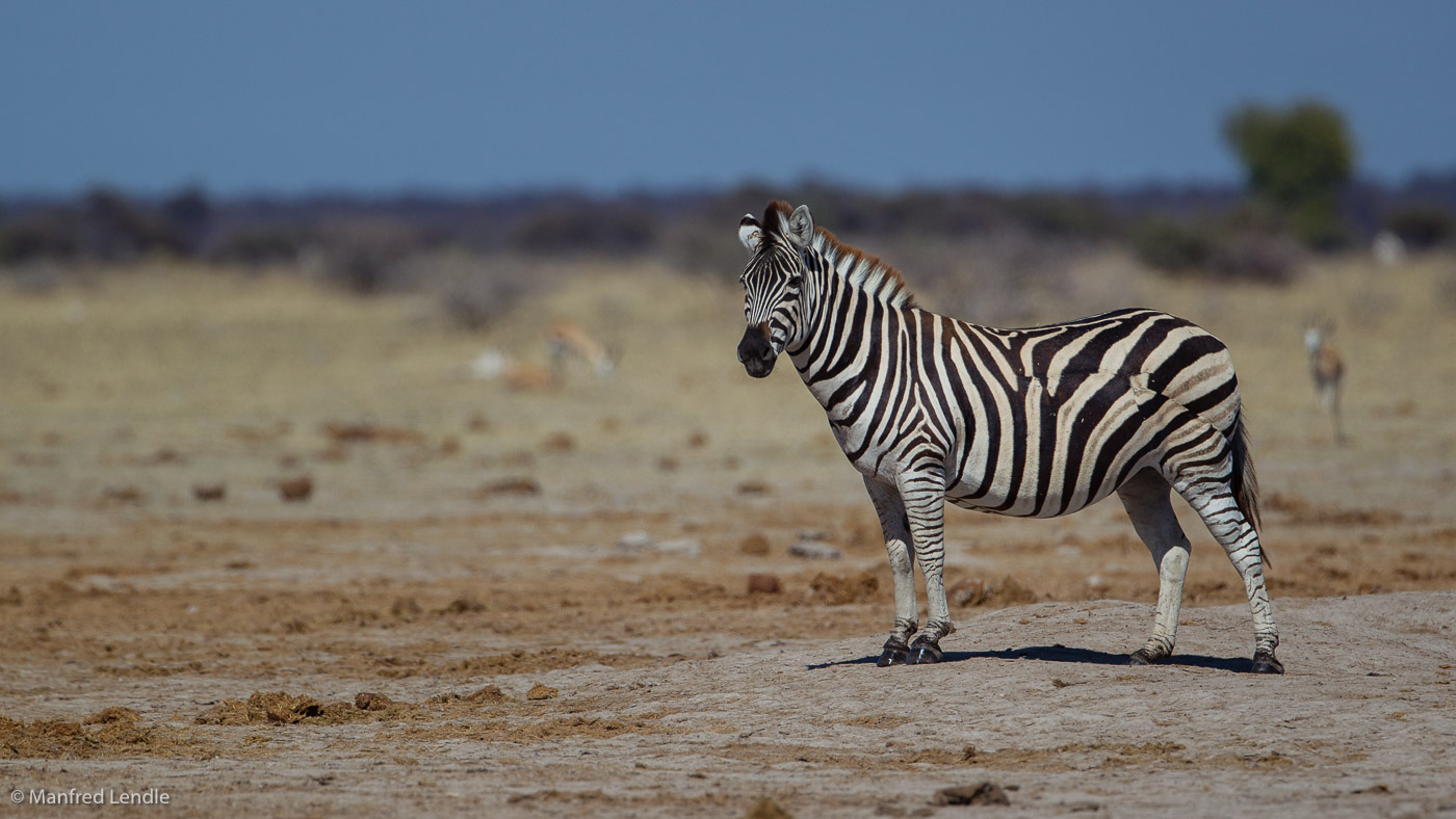 2018_Kalahari_1D-9481.jpg