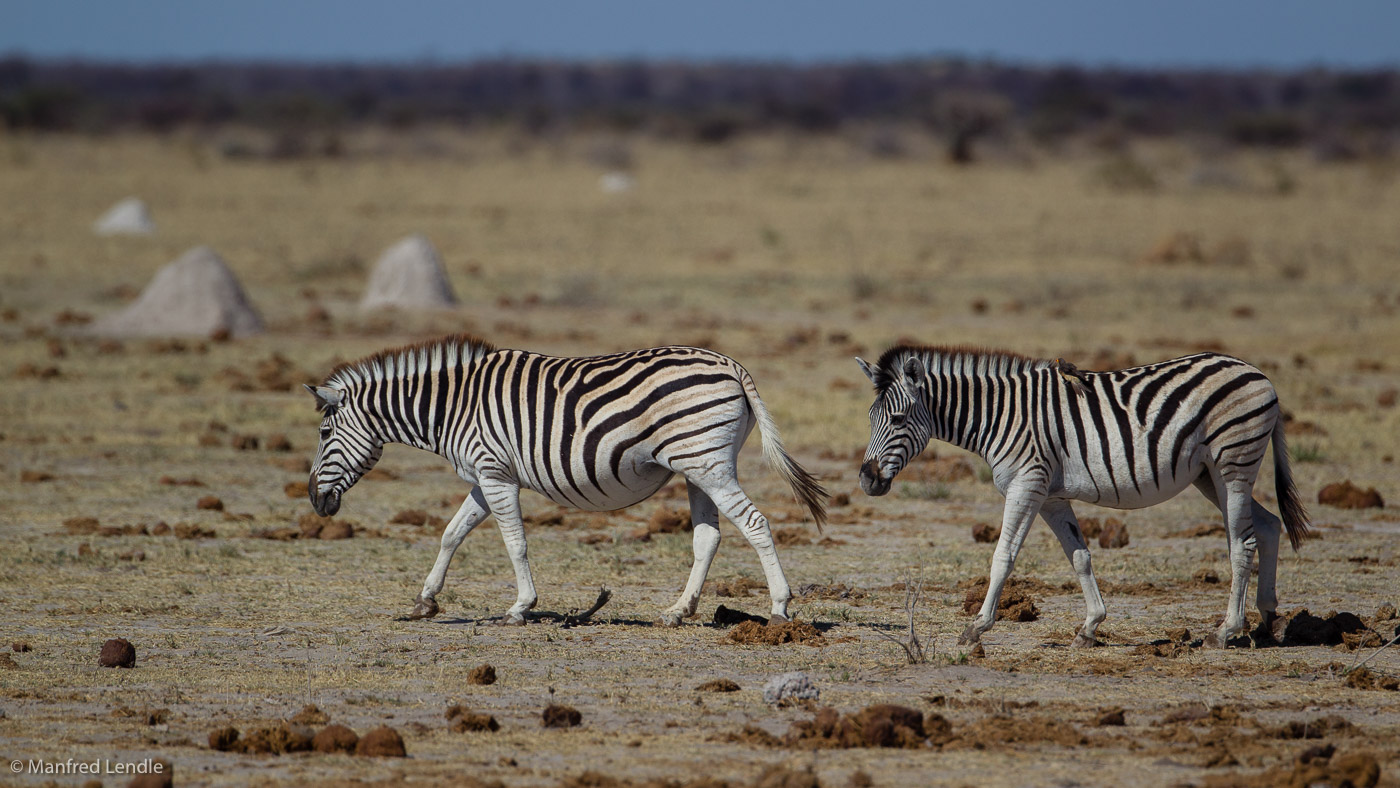 2018_Kalahari_1D-9492.jpg
