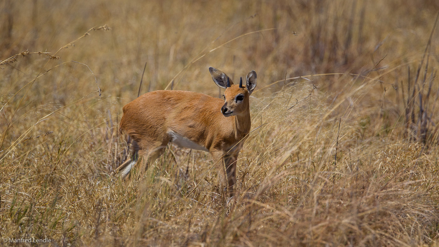 2018_Kalahari_1D-9507.jpg