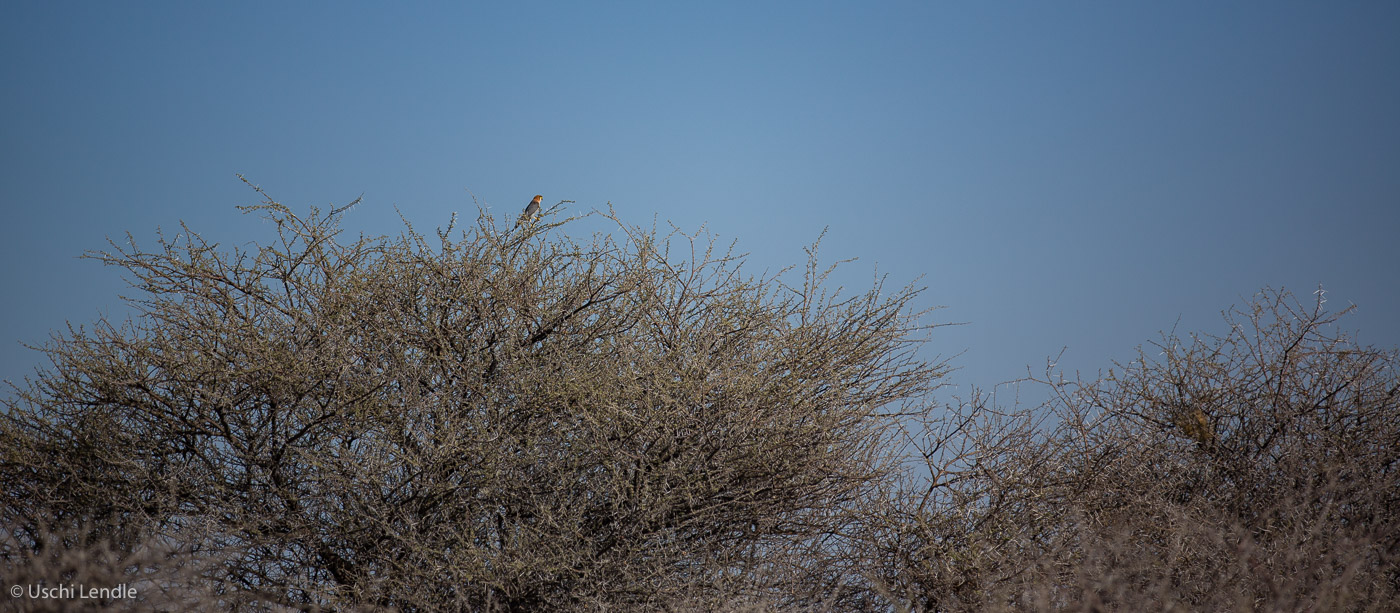 2018_Kalahari_5D-9255.jpg