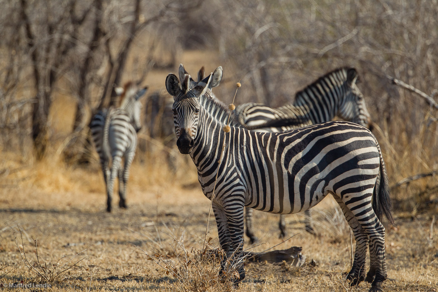 2019_Zambia_1D-3826.jpg