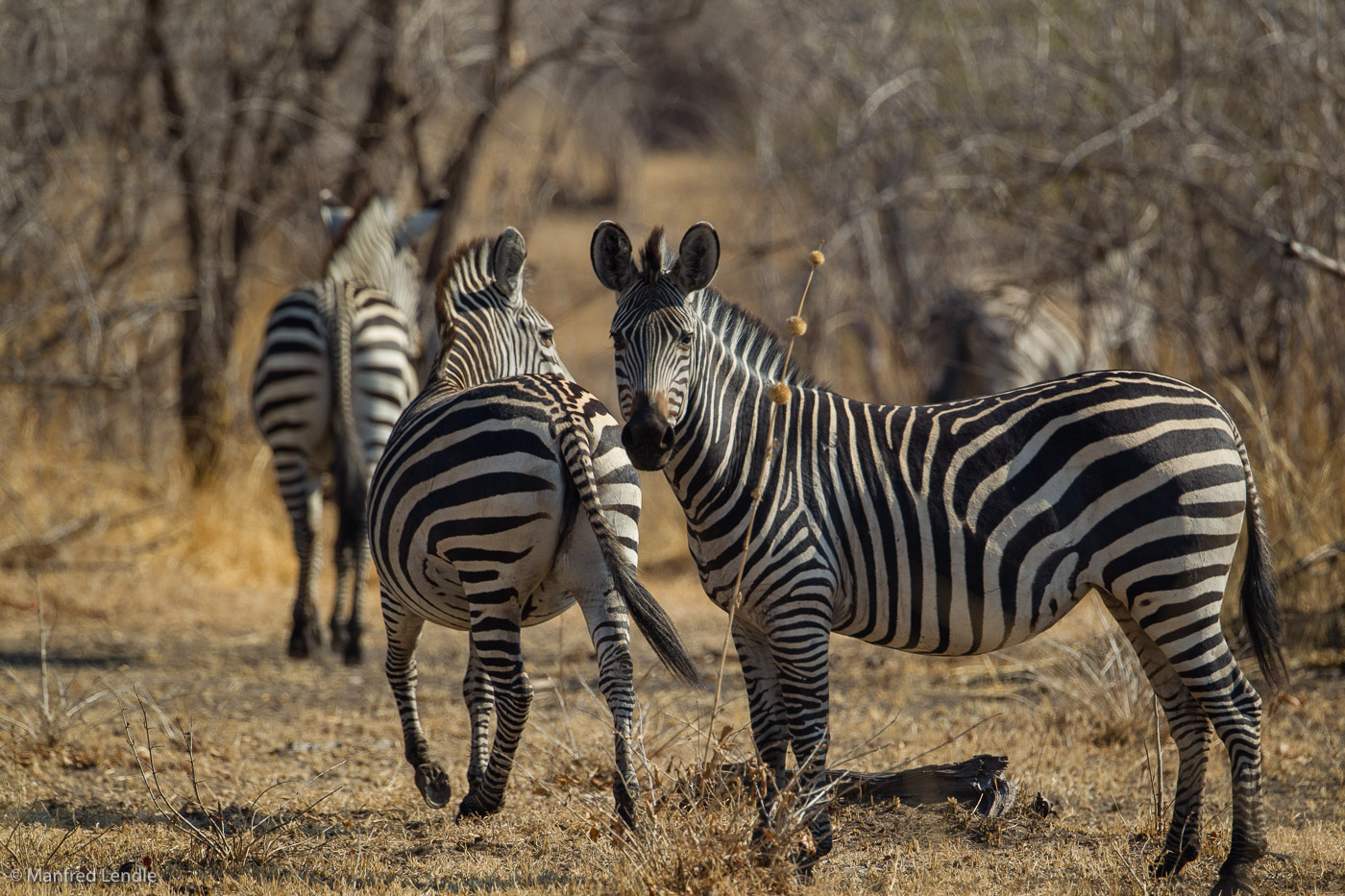 2019_Zambia_1D-3832.jpg