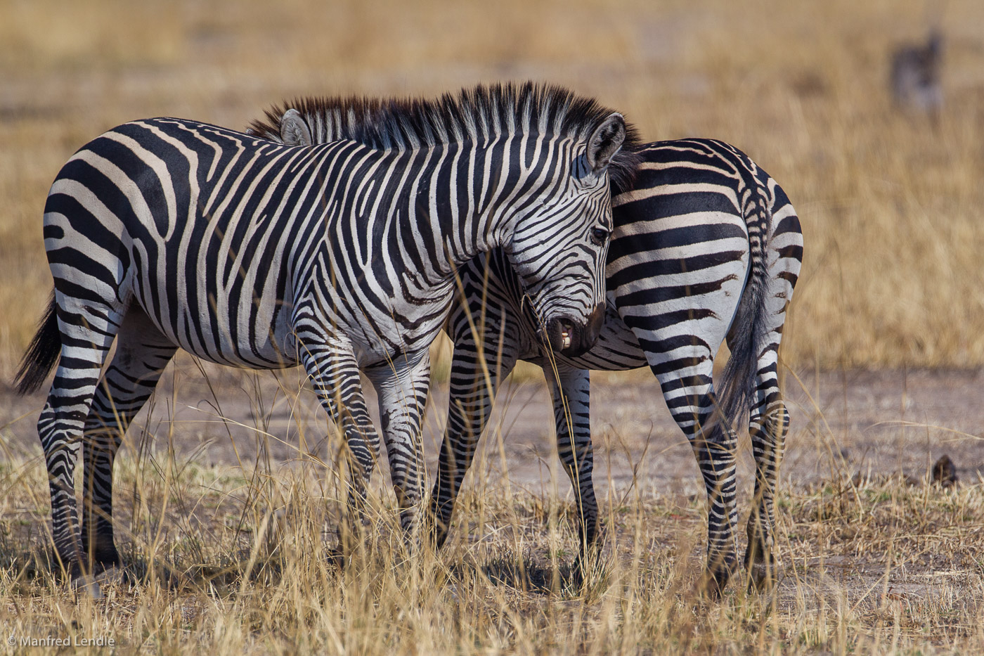 2019_Zambia_1D-3857.jpg