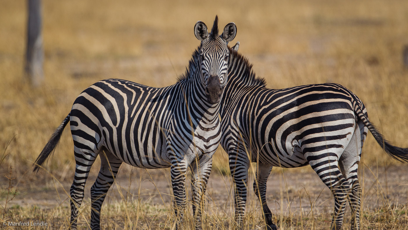 2019_Zambia_1D-3859.jpg