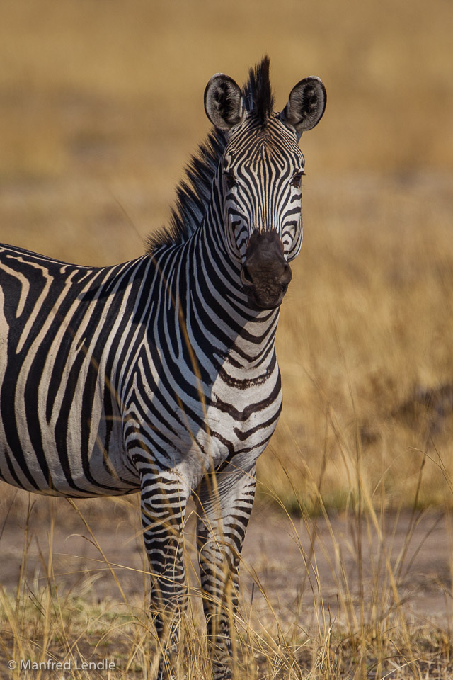 2019_Zambia_1D-3861.jpg