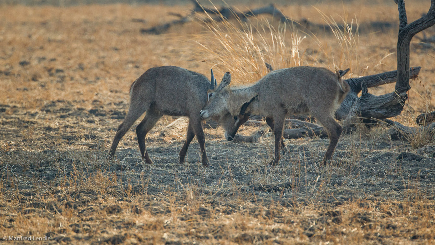 2019_Zambia_1D-4168.jpg