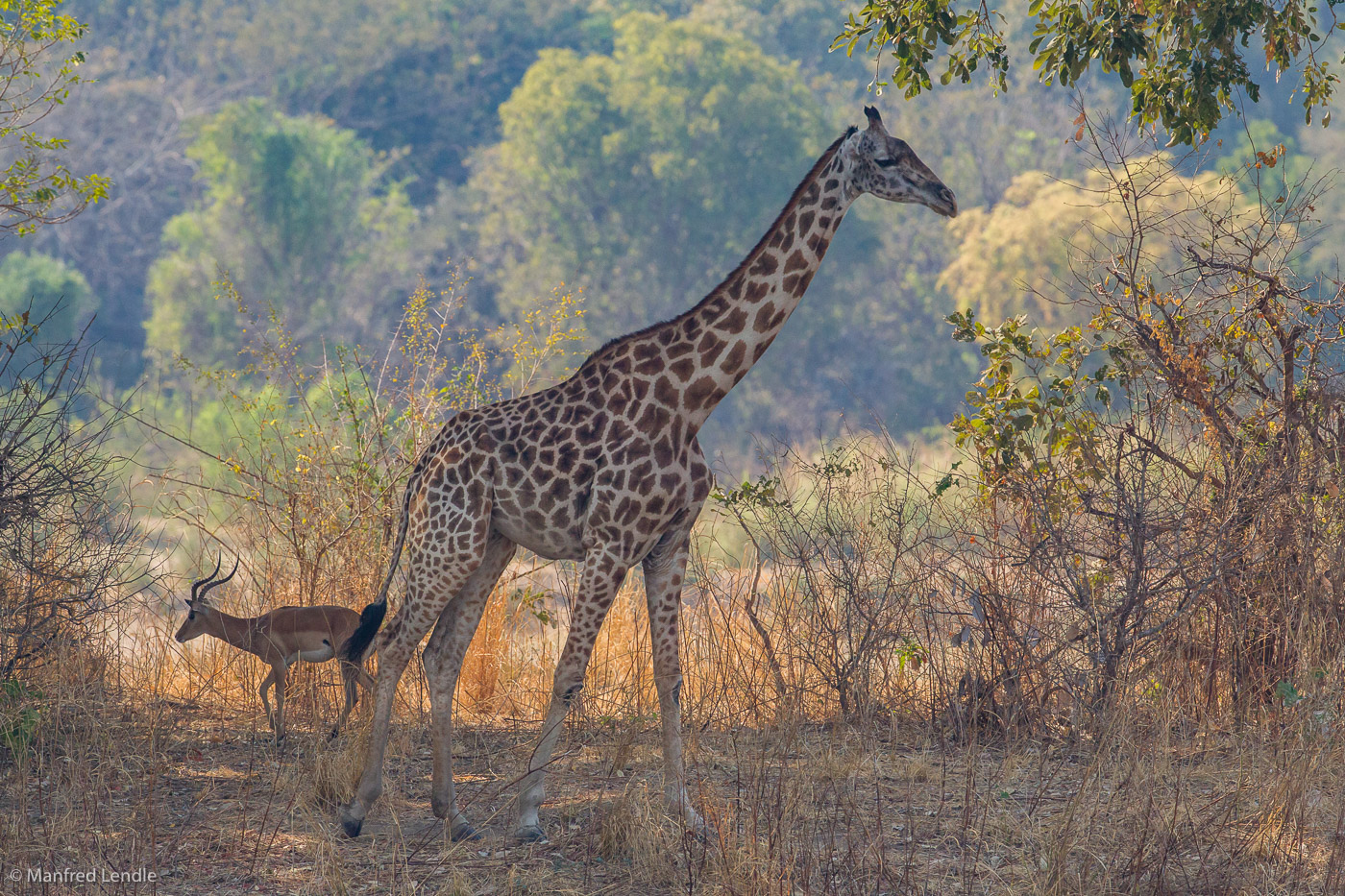 2019_Zambia_1D-4269.jpg