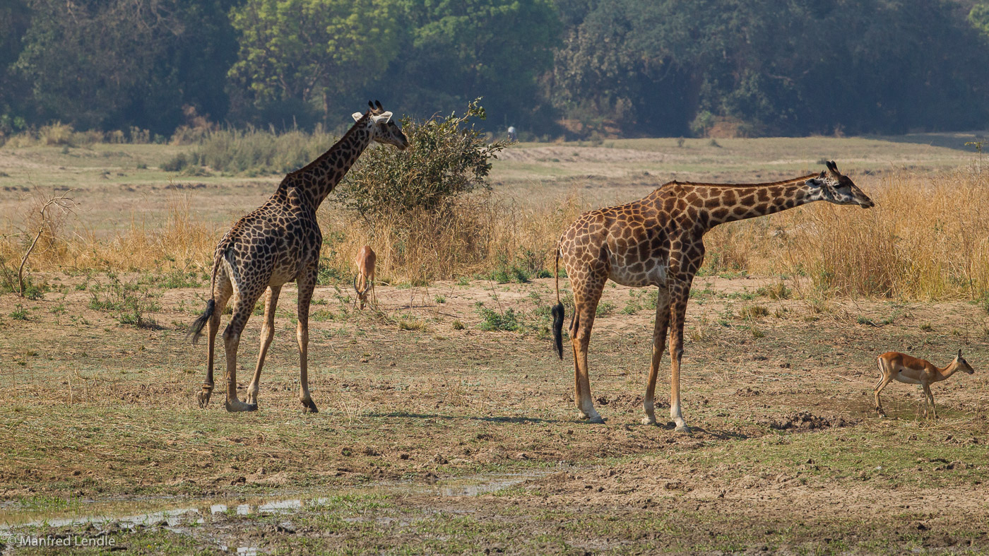 2019_Zambia_1D-4310.jpg