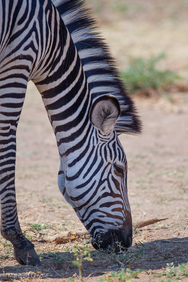 2019_Zambia_1D-4405.jpg