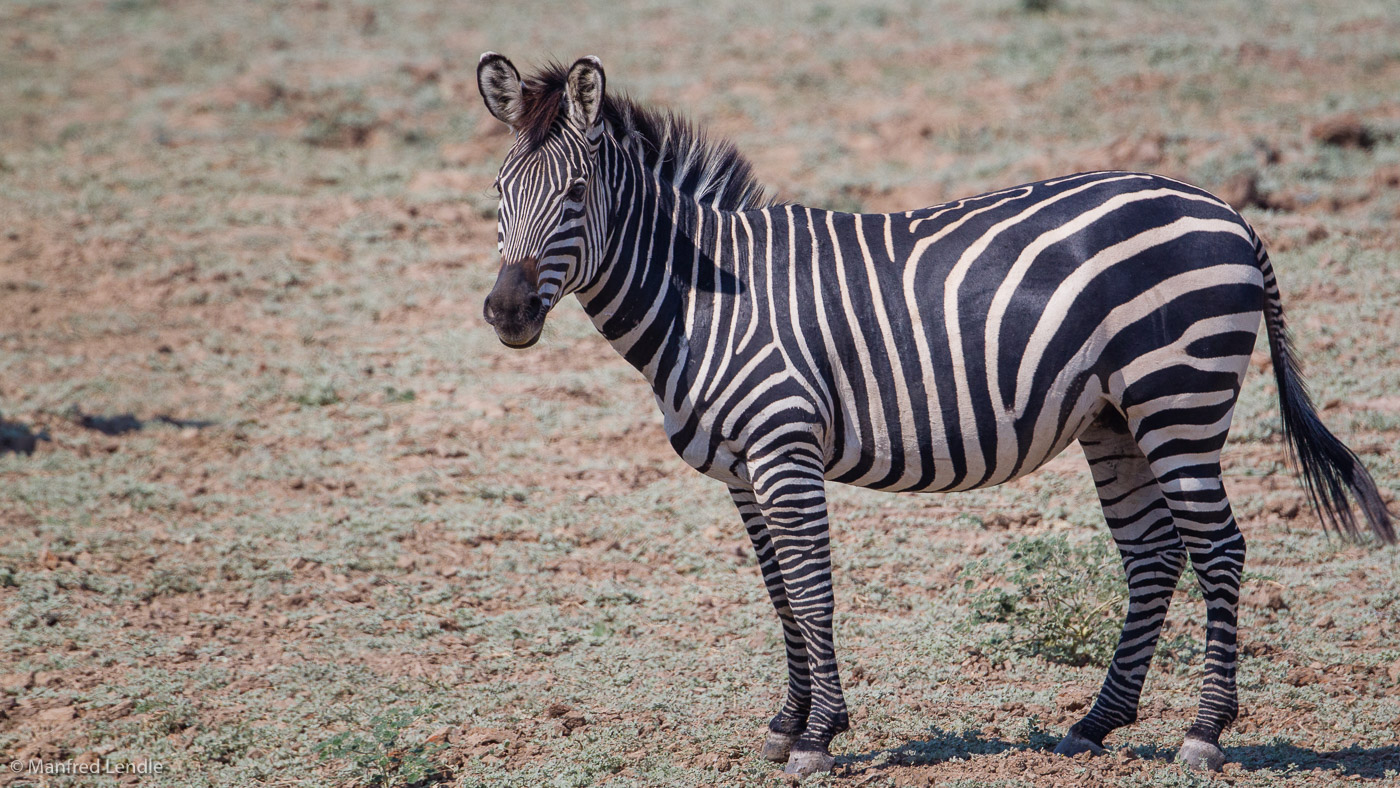 2019_Zambia_1D-4442.jpg