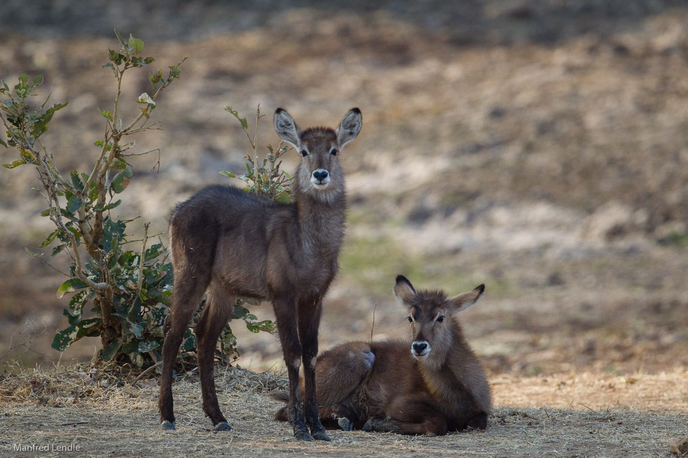 2019_Zambia_1D-4721.jpg