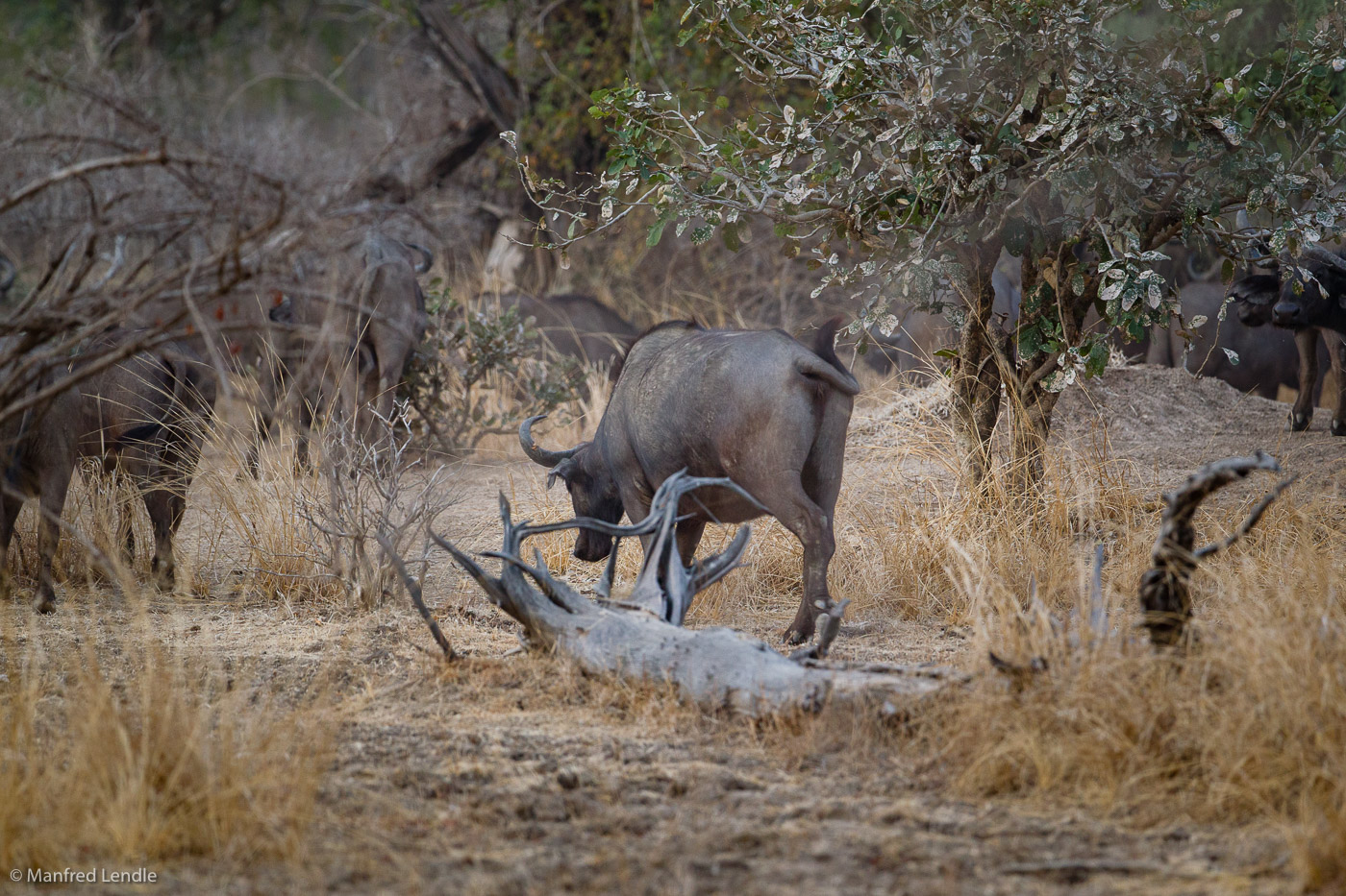 2019_Zambia_1D-5013.jpg