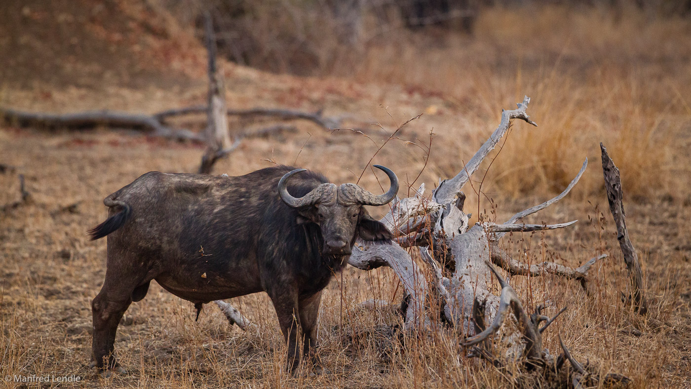 2019_Zambia_1D-5030.jpg