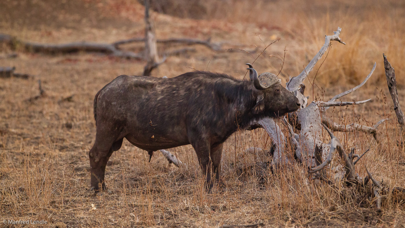 2019_Zambia_1D-5039.jpg
