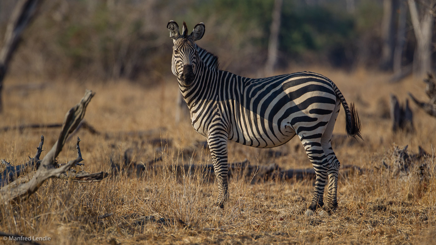 2019_Zambia_1D-5071.jpg