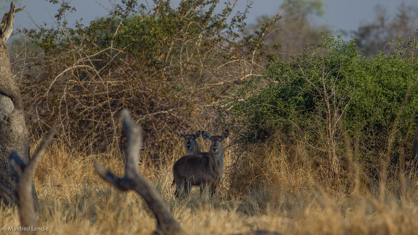 2019_Zambia_1D-5081.jpg
