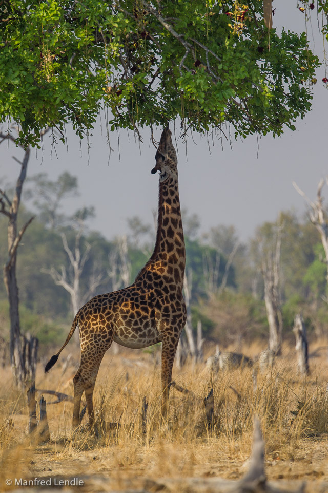 2019_Zambia_1D-5111.jpg