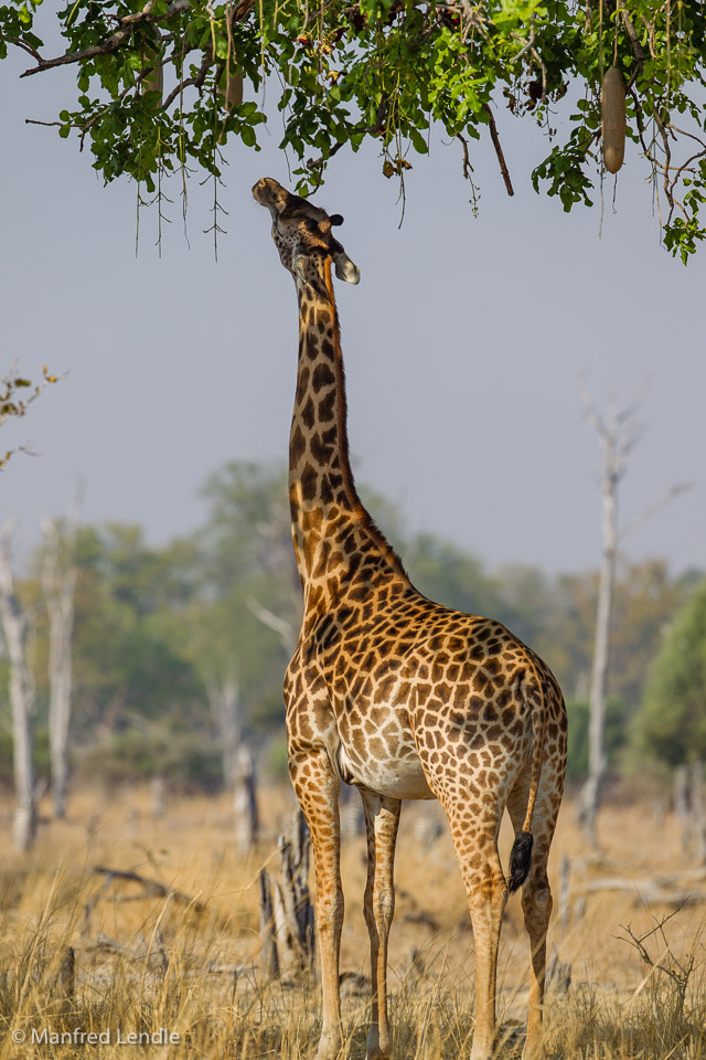 2019_Zambia_1D-5149.jpg