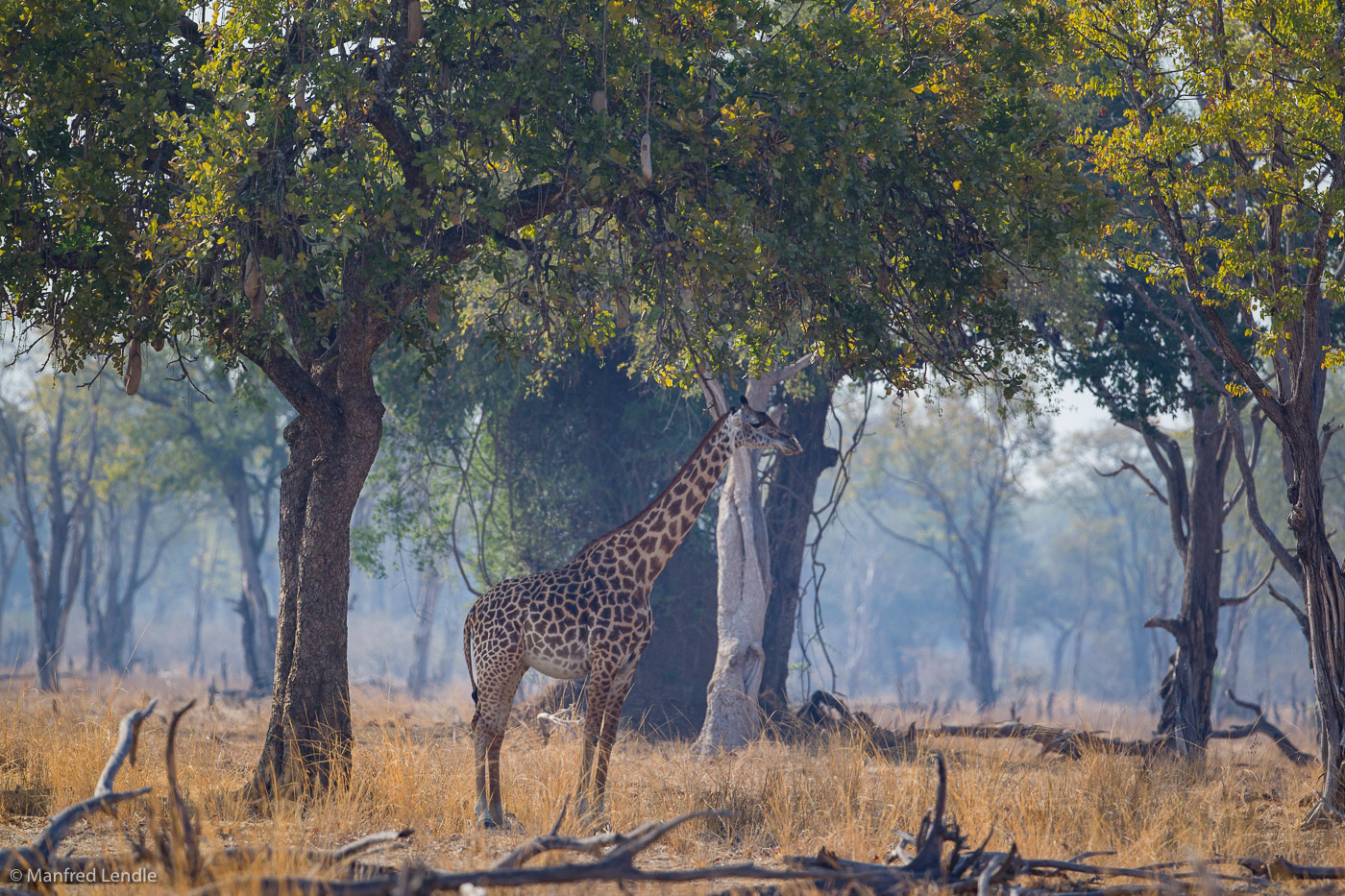 2019_Zambia_1D-5170.jpg