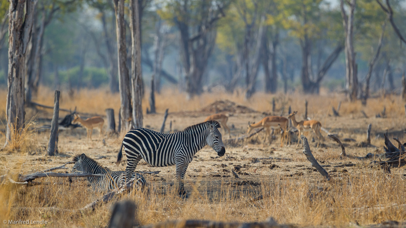 2019_Zambia_1D-5171.jpg