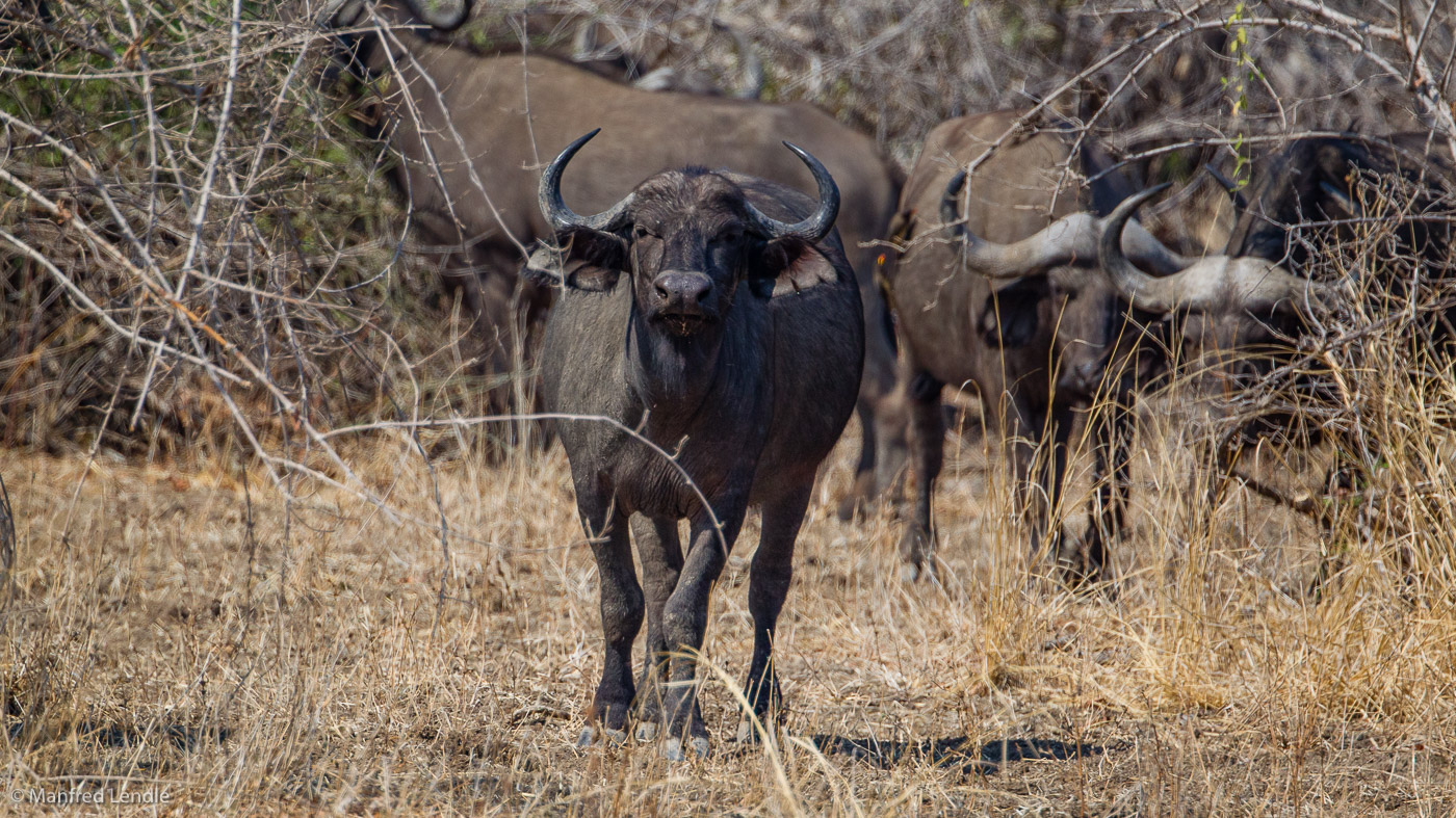 2019_Zambia_1D-5285.jpg