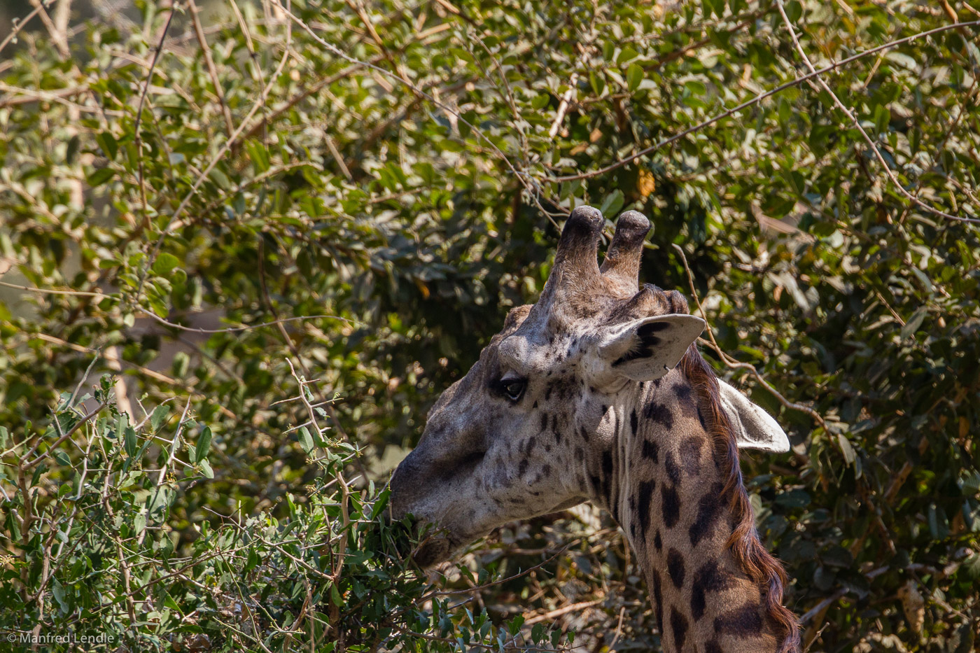 2019_Zambia_1D-5319.jpg