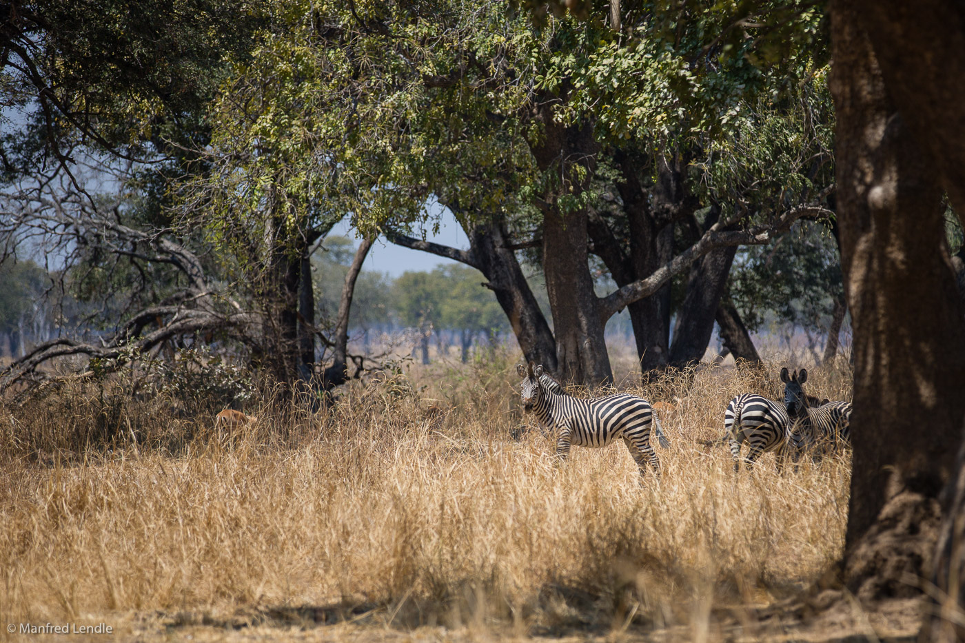 2019_Zambia_5D-3532.jpg
