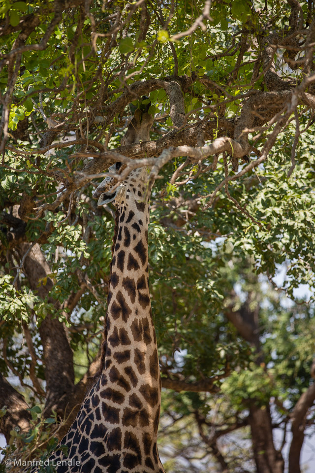 2019_Zambia_5D-3564.jpg