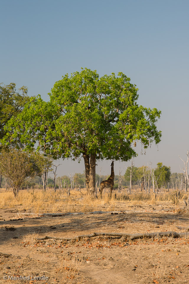 2019_Zambia_5D-4859.jpg