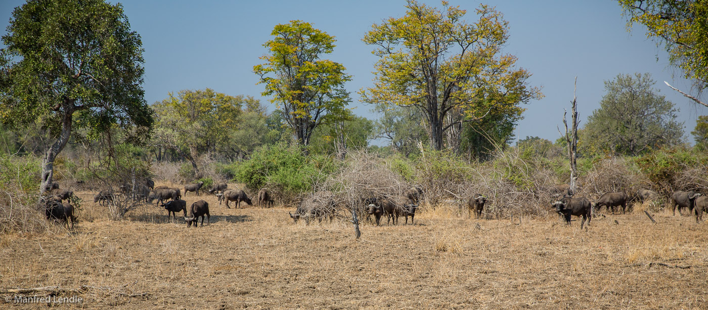 2019_Zambia_5D-4970.jpg