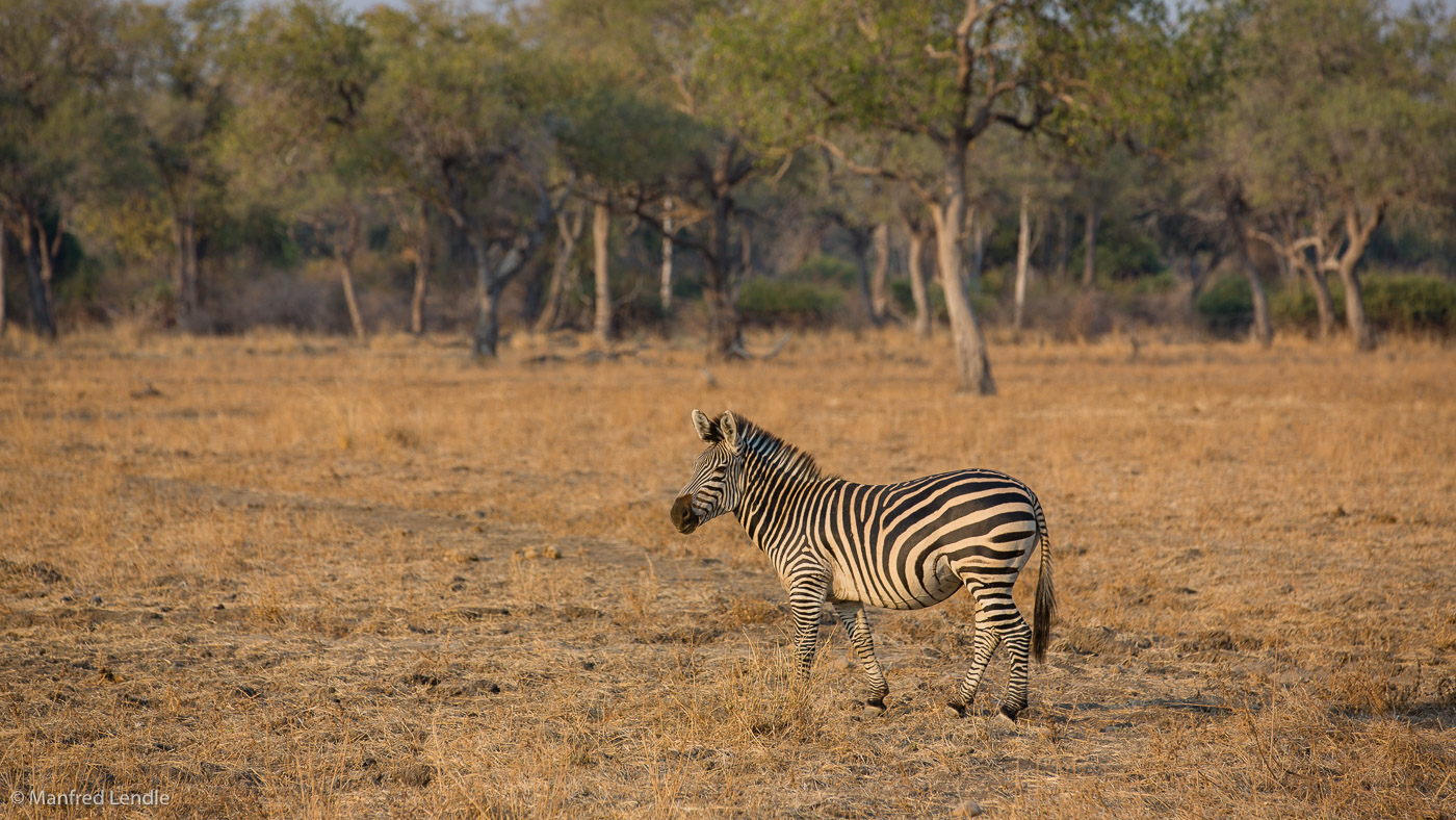 2019_Zambia_5D-5215.jpg