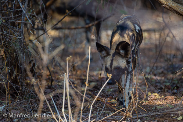 Tiere im Lower Zambezi Nationalpark
